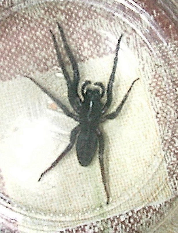 Segestria florentina